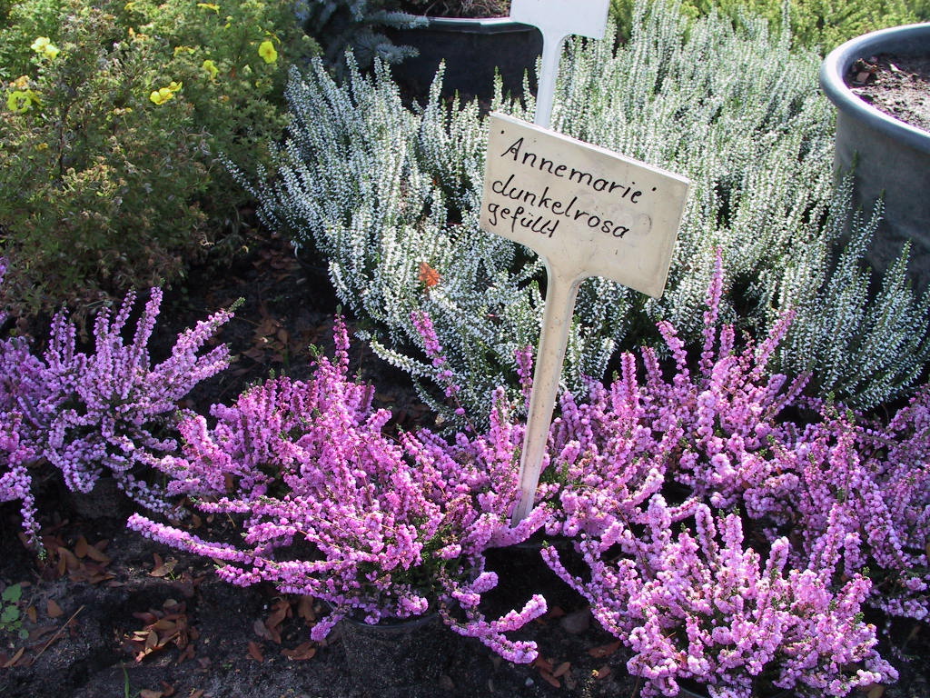 Calluna vulgaris Annemarie 02.jpg